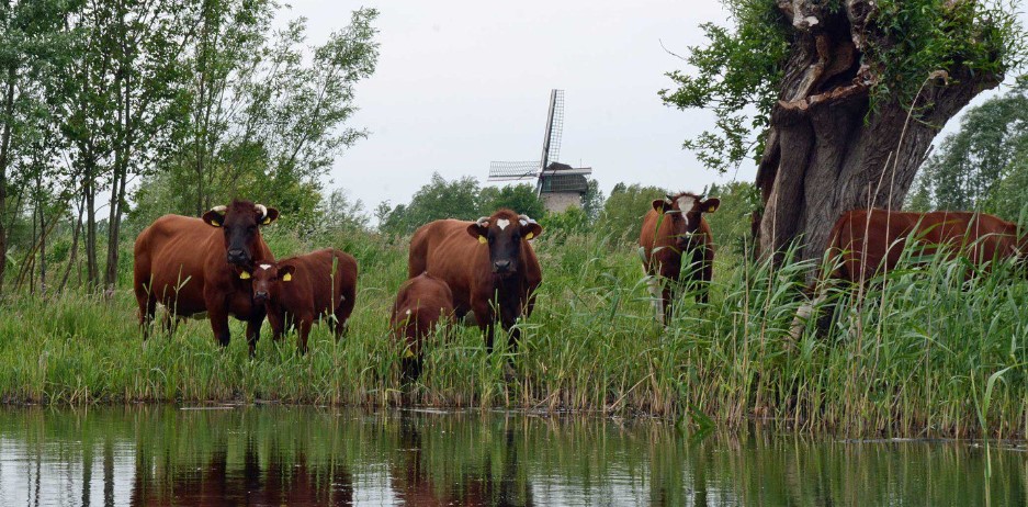 &acute;t Boeren Besoyen